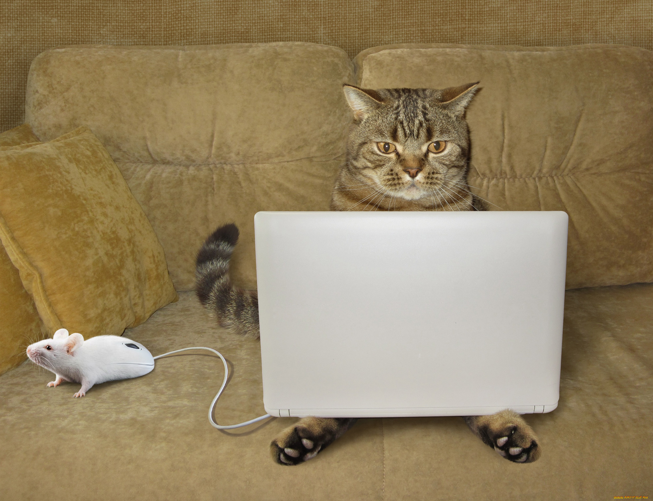 Аккуратный кот. Кот за ноутом. Котенок с компьютером. Кошка за компьютером. Кот с ноутбуком.
